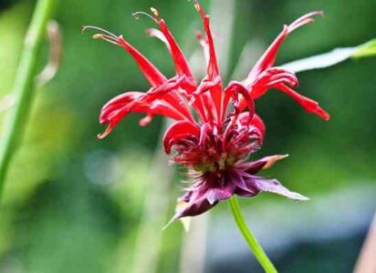 4 Ways to Use Beautiful Bee Balm on the Homestead Image